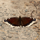 A mourning cloak butterfly, photographed on a walk while social distancing. This is not a bird.